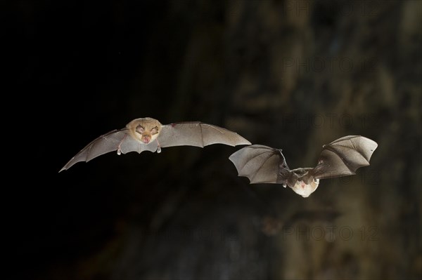 Lesser horseshoe bat