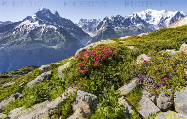 Alpine roses on a mountain slope