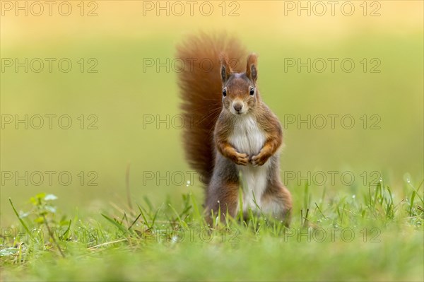 Eurasian red squirrel