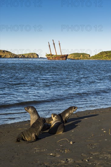 Antarctic fur seals