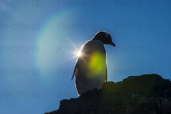 Gentoo penguin