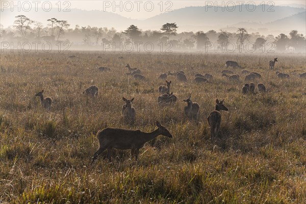 Huge numbers of Indian hog deer