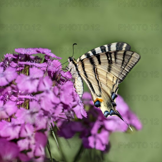 Scarce swallowtail