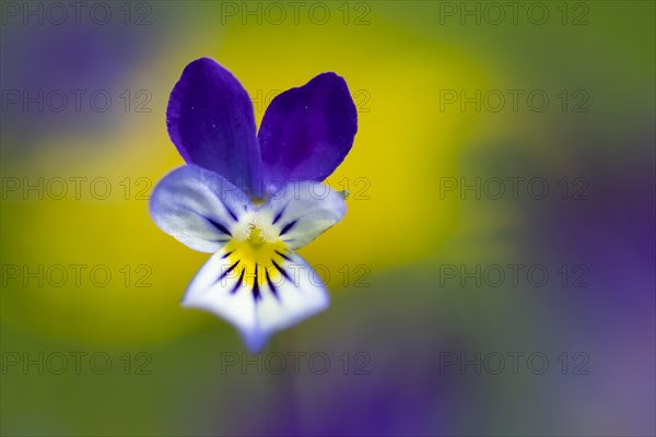 Horned pansy