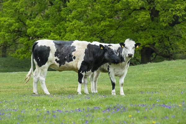 Grazing cows in the nature reserve Borkener Paradies