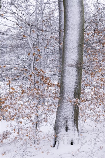 Beeches in the snow