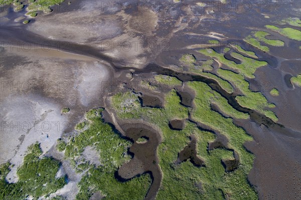 Salt marshes in front of the dike