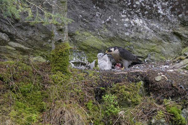 Peregrine falcon Falcon