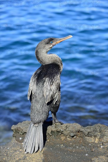 Flightless Cormorant