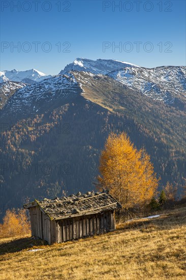 Autumn larch meadows