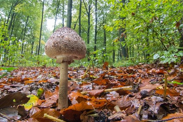 Parasol mushroom