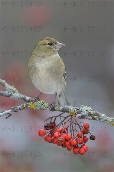 Common chaffinch