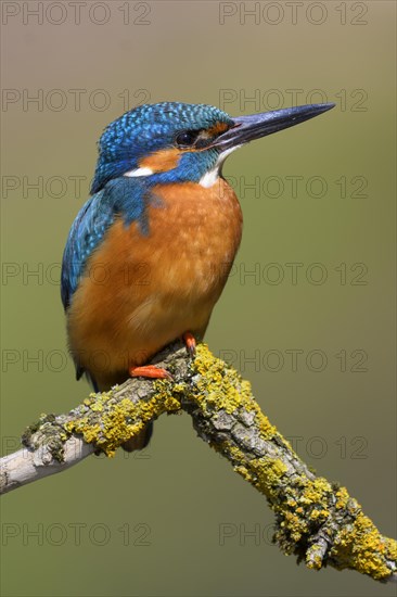 Common kingfisher