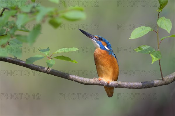 Common kingfisher