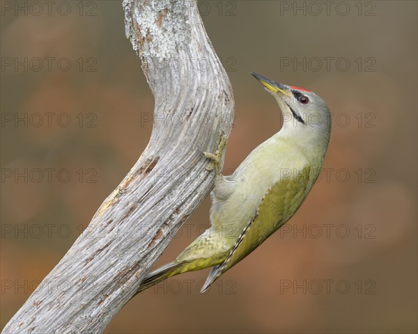 Grey-headed woodpecker