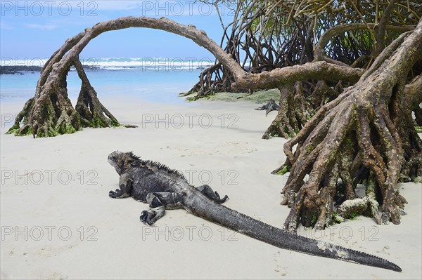 Marine iguana