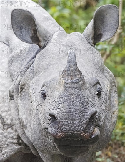 Indian Rhinoceros