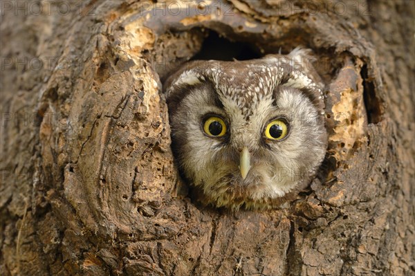 Tengmalm's owl