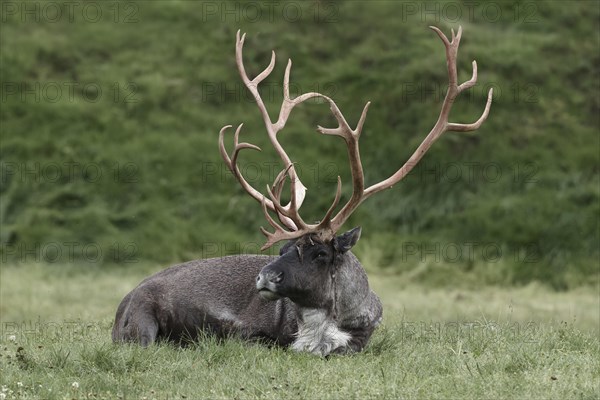 Woodland caribou