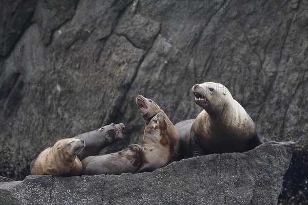 Steller sea lions