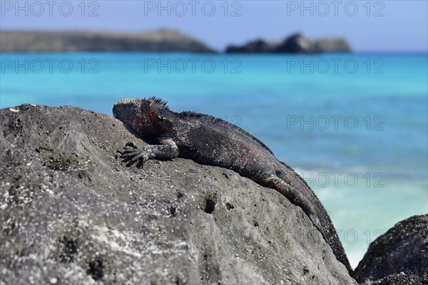 Marine iguana