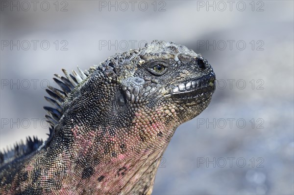 Marine iguana