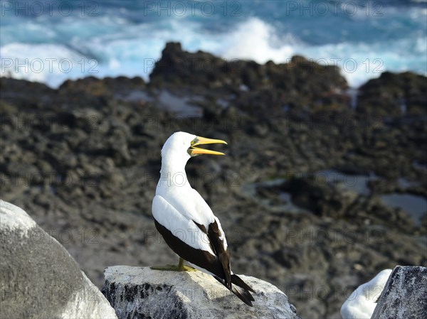 Nazca Booby