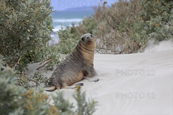 Australian sea lion