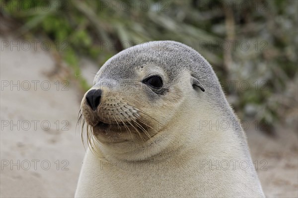 Australian sea lion