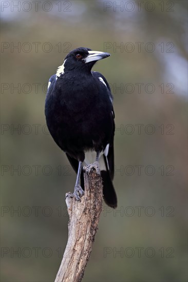 Australian magpie