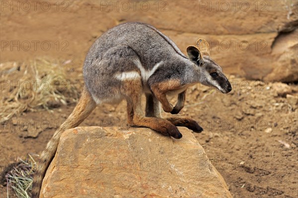 Yellow-footed rock-wallaby