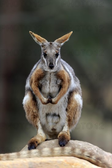 Yellow-footed rock-wallaby