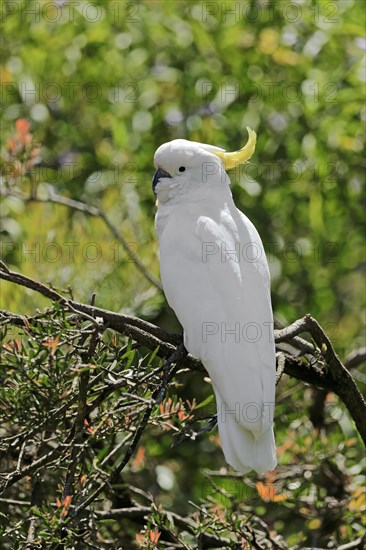 Sulphur-crested cockatoo