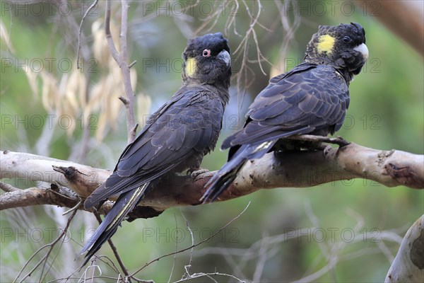 Yellow-tailed black cockatoos