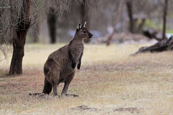 Kangaroo Island kangaroo