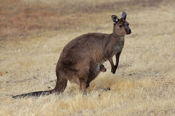 Kangaroo Island grey kangaroo