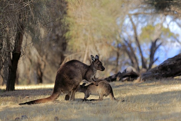 Kangaroo Island grey kangaroo