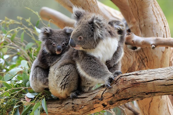 Koalas