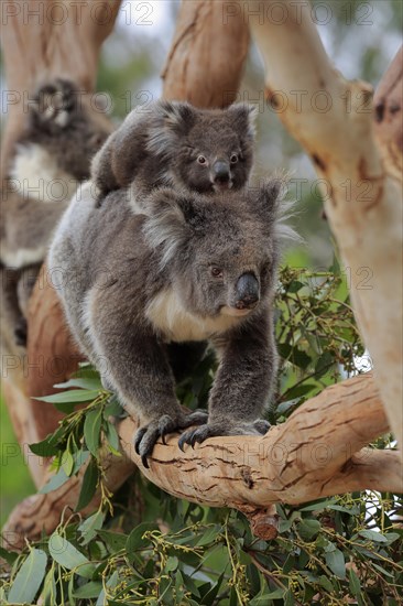 Koalas