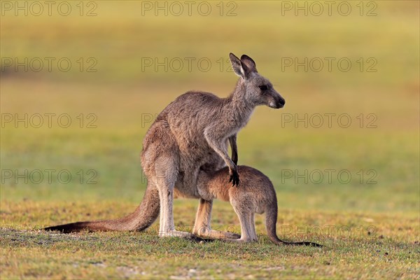 Eastern grey kangaroo