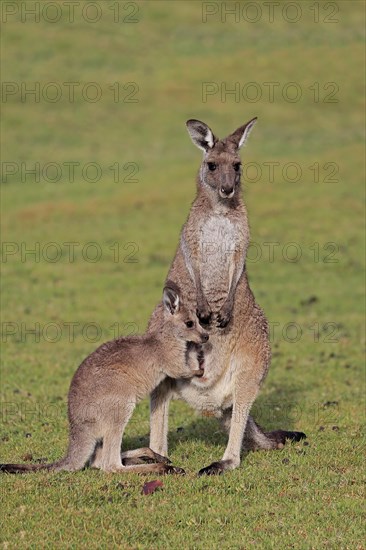 Eastern giant grey kangaroo