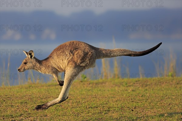 Eastern grey kangaroo