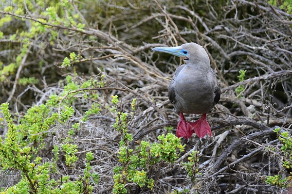 Red-footed Booby