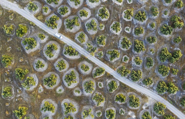 Cultivated olive trees