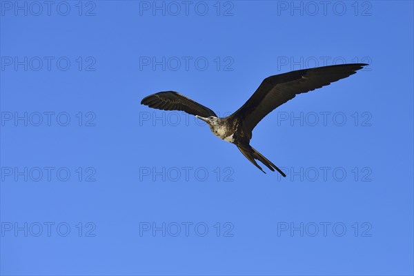 Great Frigatebird