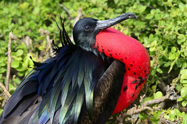 Great Frigatebird