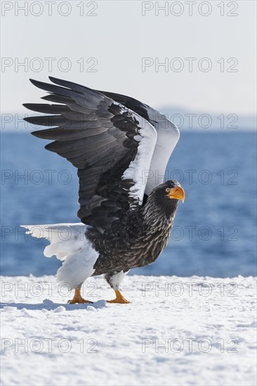 Steller's sea eagle