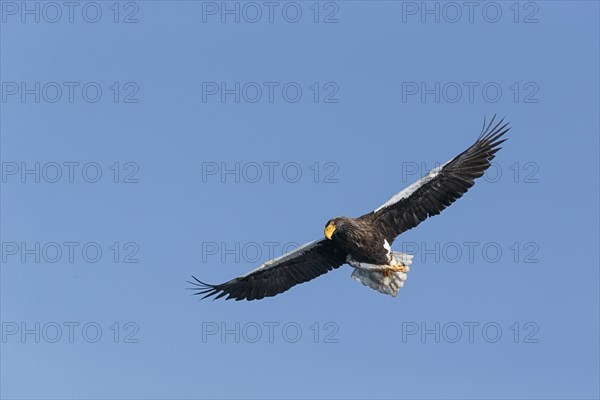 Steller's sea eagle