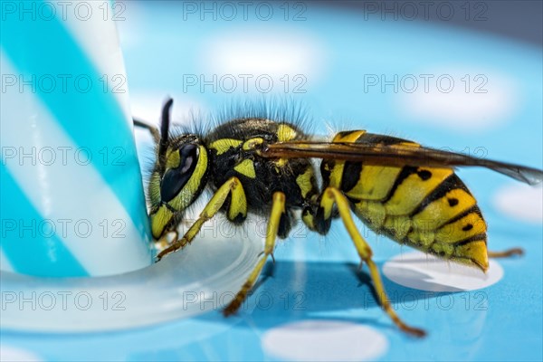 German wasp