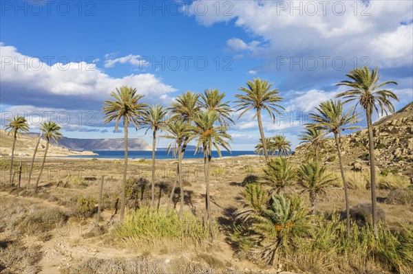 Palms at the beach El Playazo